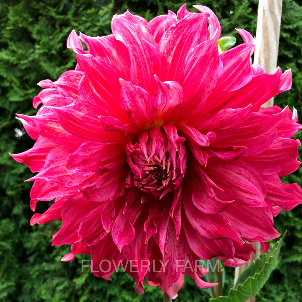 Islander ~ Growing Stock In 2025 Archived