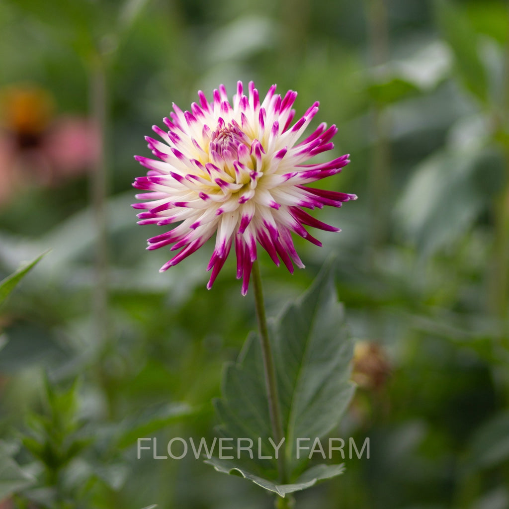 Close-up of a pink and white flower with blurred background of other flowers