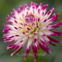 JOSUDI NEPTUNE Tuber