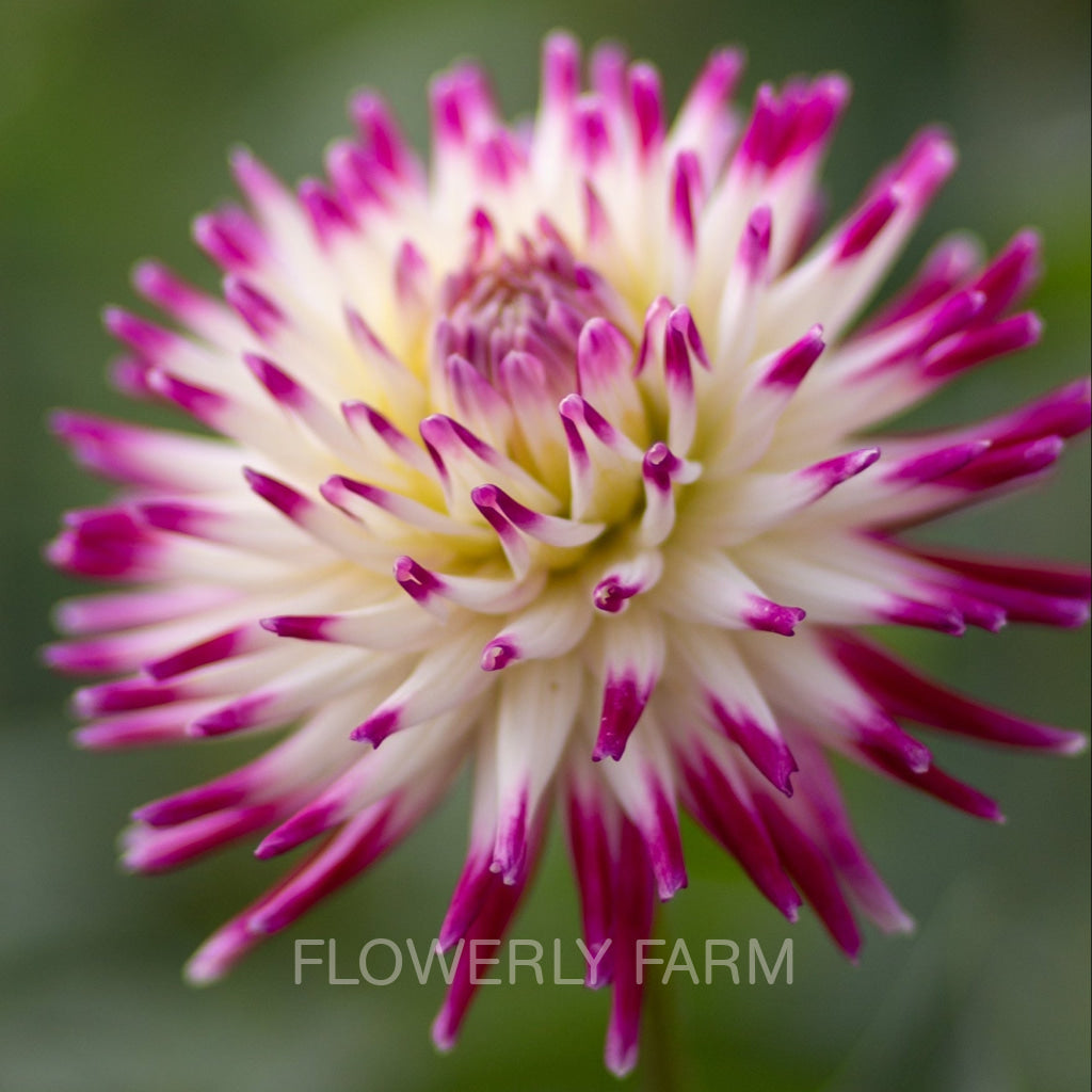 JOSUDI NEPTUNE Tuber