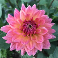 Bloomquist Mary Jo Tuber