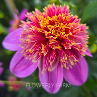 Close-up of a pink dahlia with a yellow center against a blurred green background