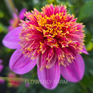 Close-up of a pink dahlia with a yellow center against a blurred green background