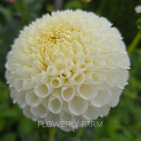 Close-up of a white flower with a blurred green background