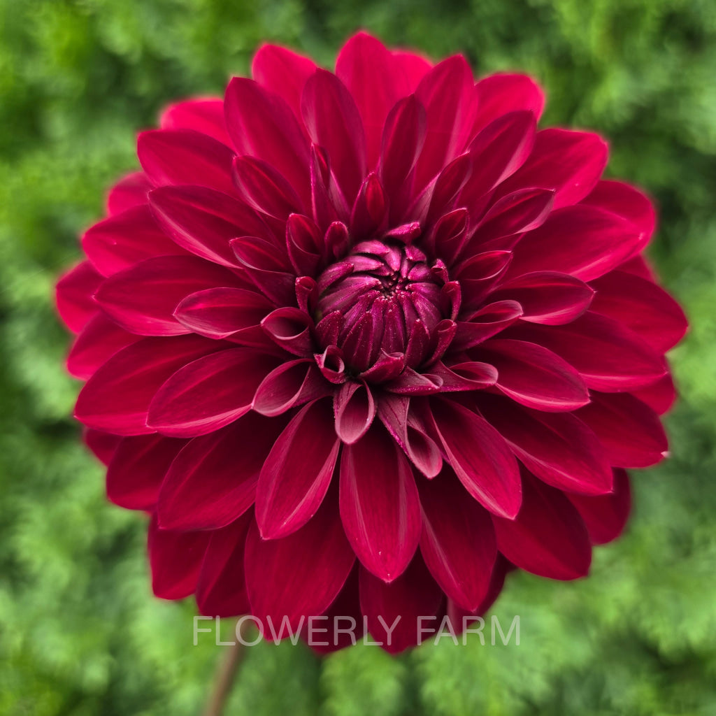 RIVER’S RUBY Tuber