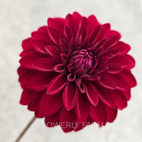 RIVER’S RUBY Tuber