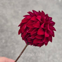 RIVER’S RUBY Tuber