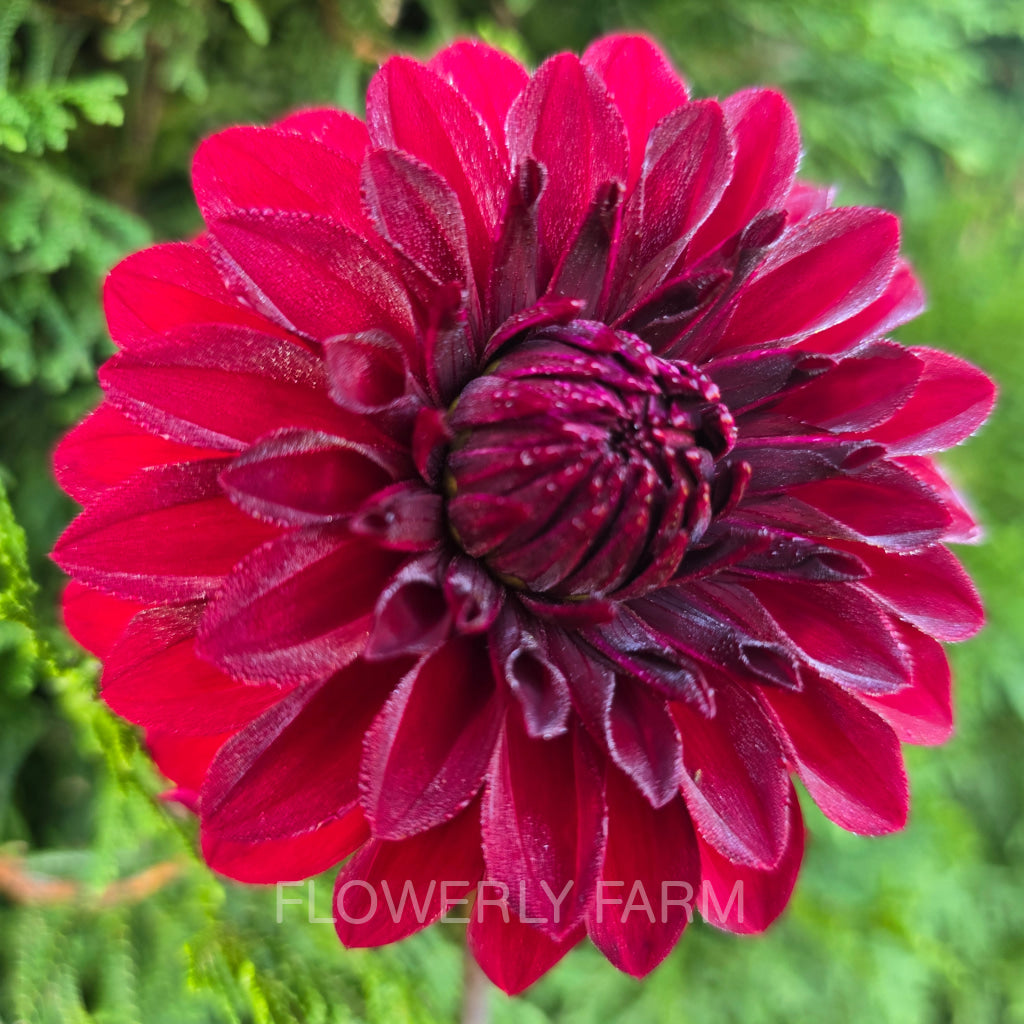 RIVER’S RUBY Tuber