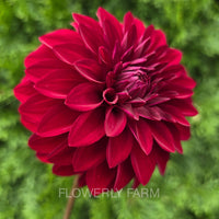 RIVER’S RUBY Tuber