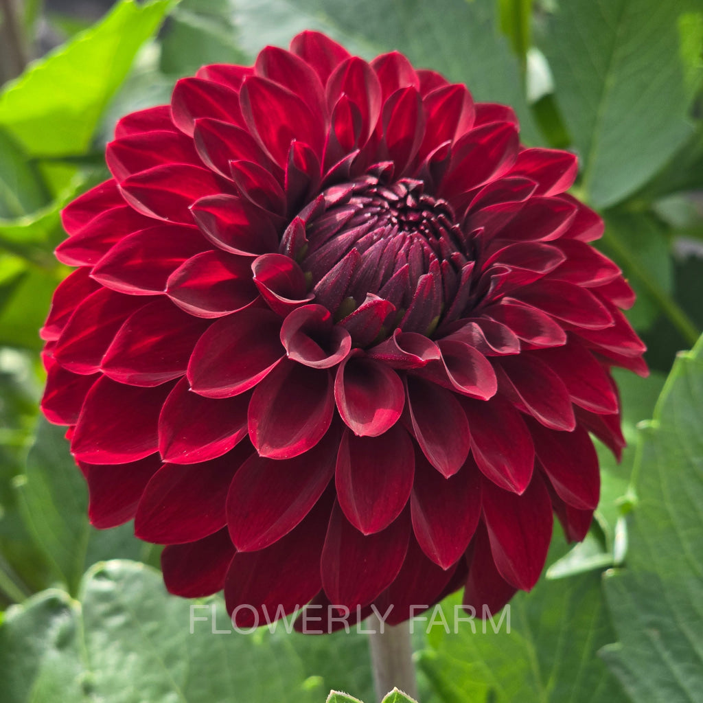 RIVER’S RUBY Tuber