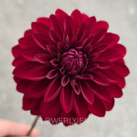 RIVER’S RUBY Tuber