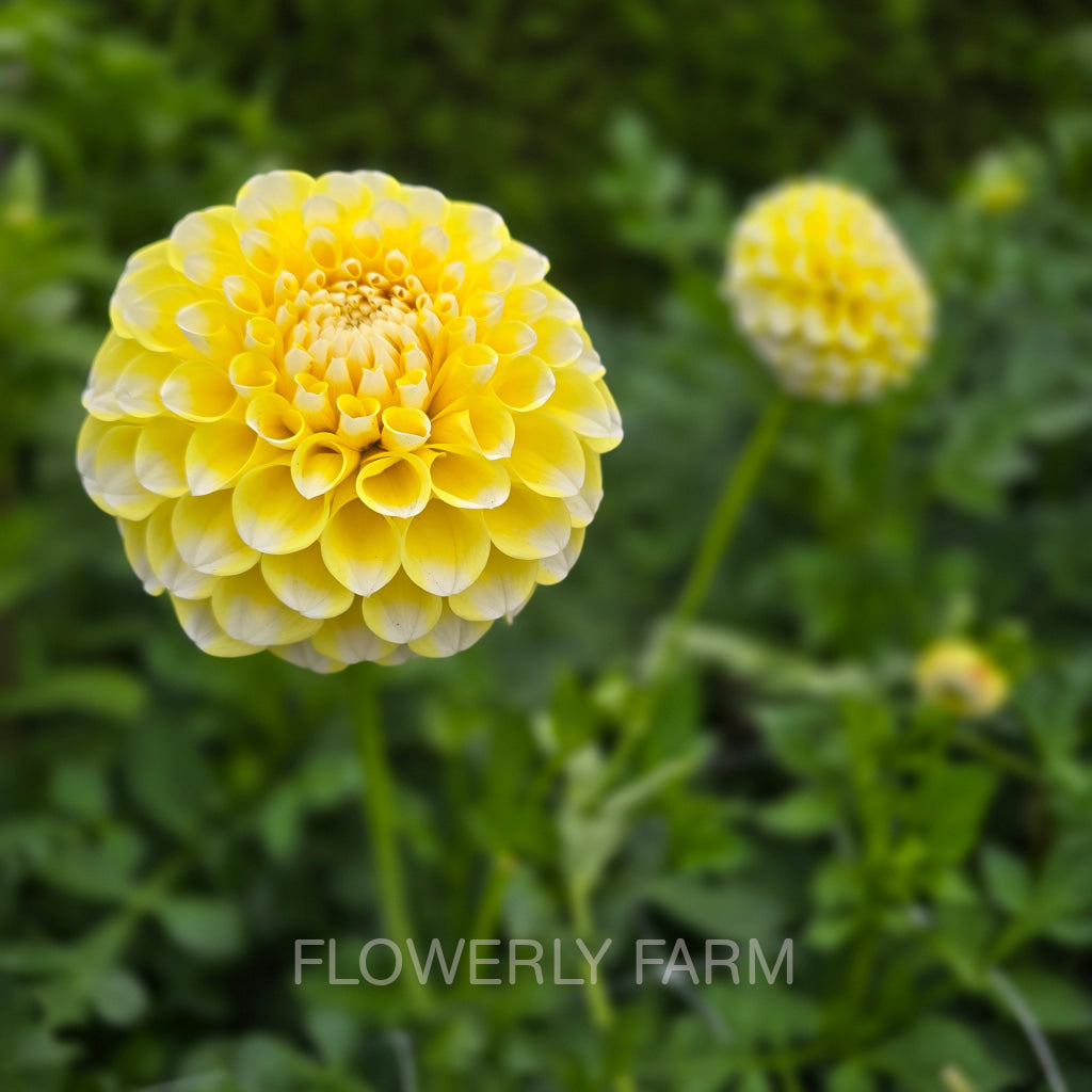 RIVER’S YELLOW SNOW