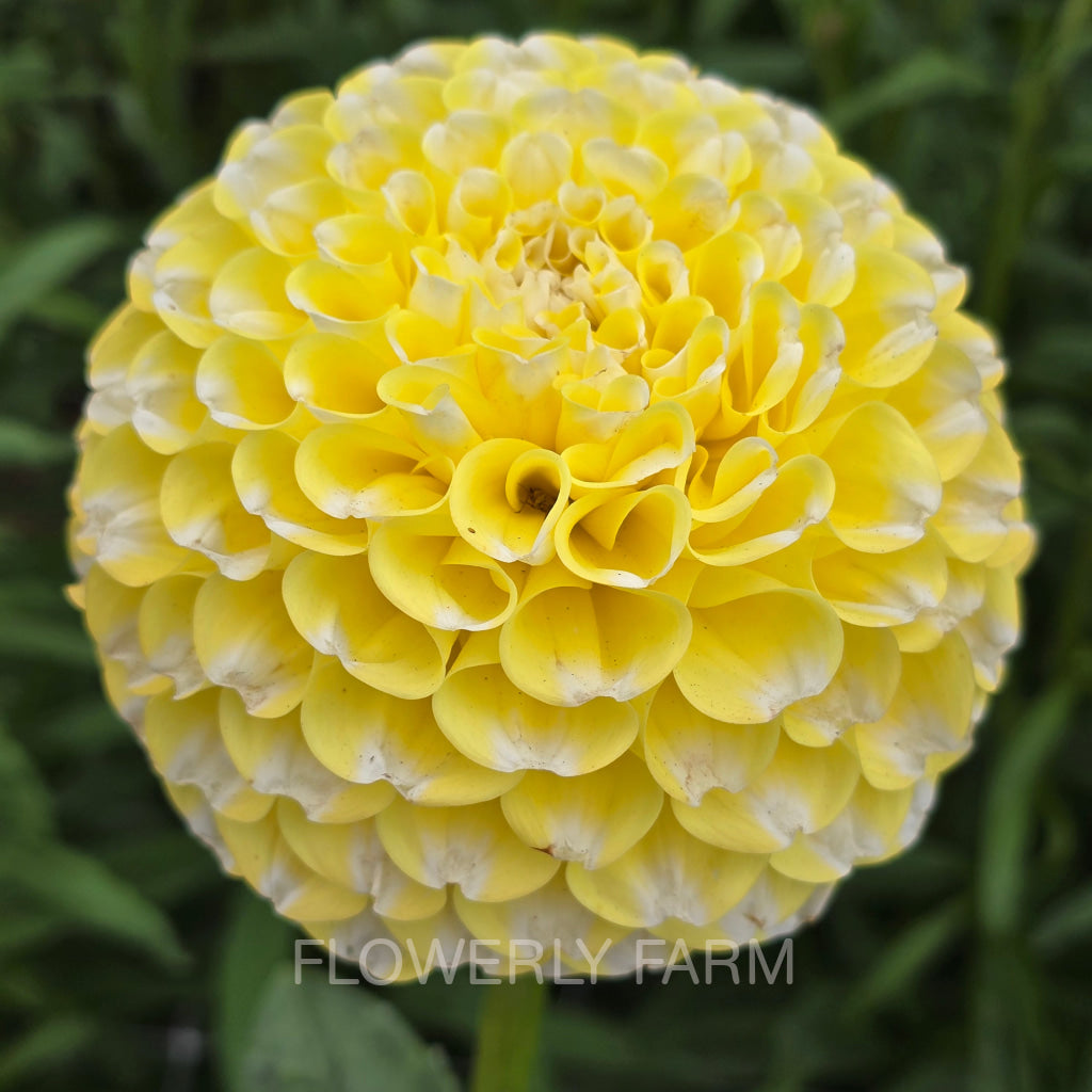 RIVER’S YELLOW SNOW