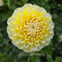 RIVER’S YELLOW SNOW