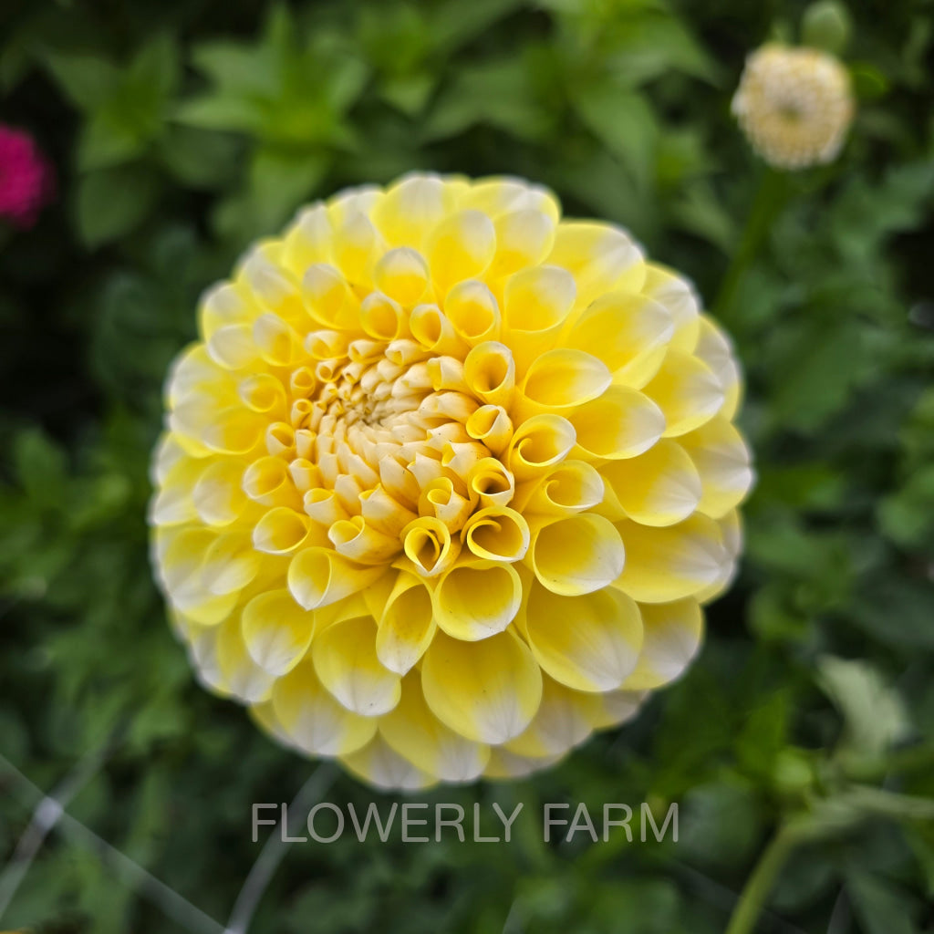 RIVER’S YELLOW SNOW