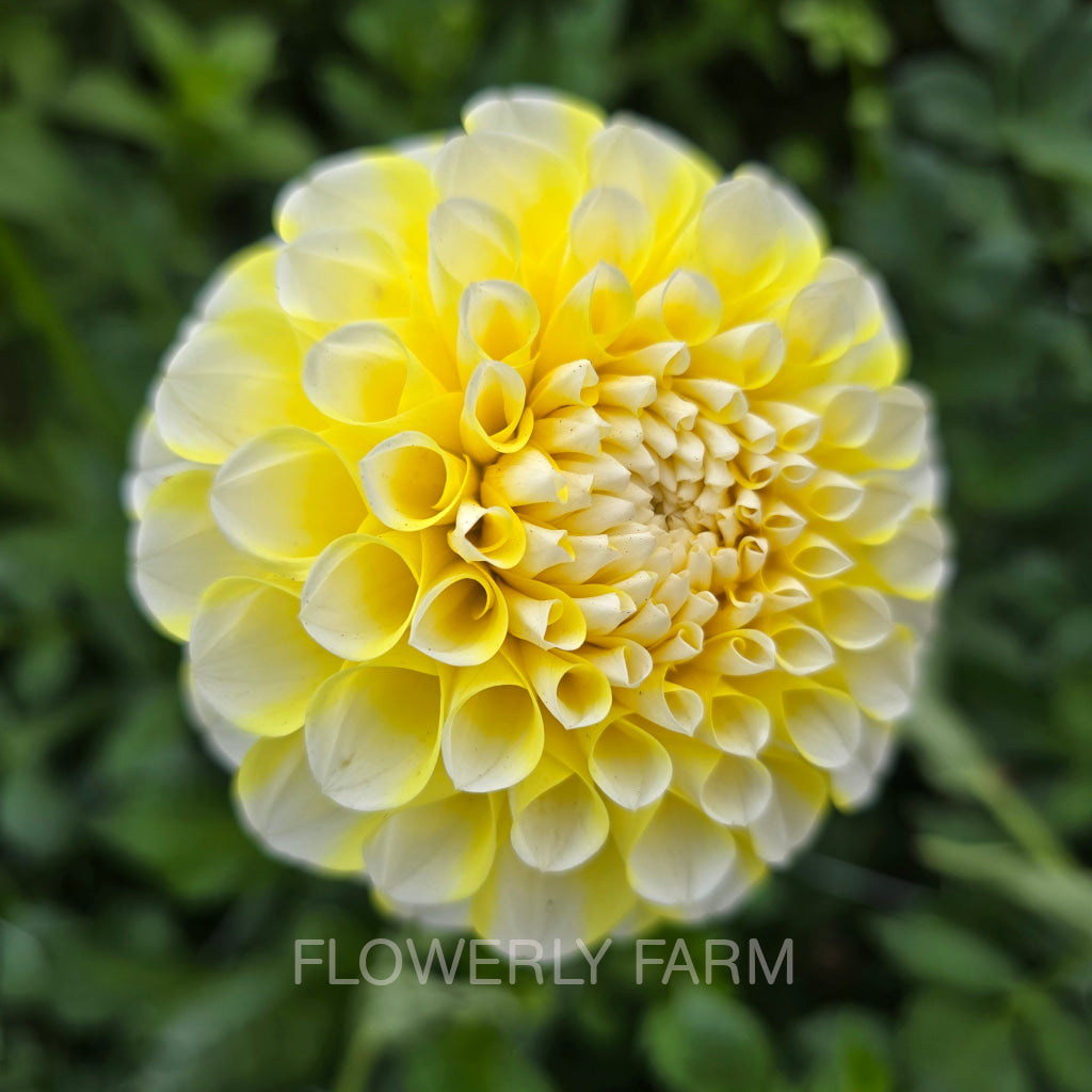 RIVER’S YELLOW SNOW