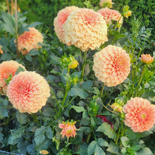 Load image into Gallery viewer, BRACKEN PULOMINO
