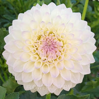 Ryecroft Brenda T Tuber