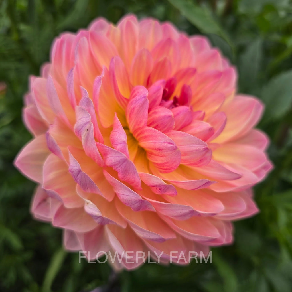 SANDIA BLISS (Limit 1) – Flowerly Farm