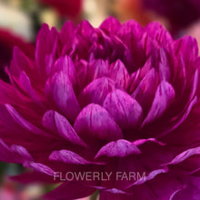 Load image into Gallery viewer, Sandia Cancan

