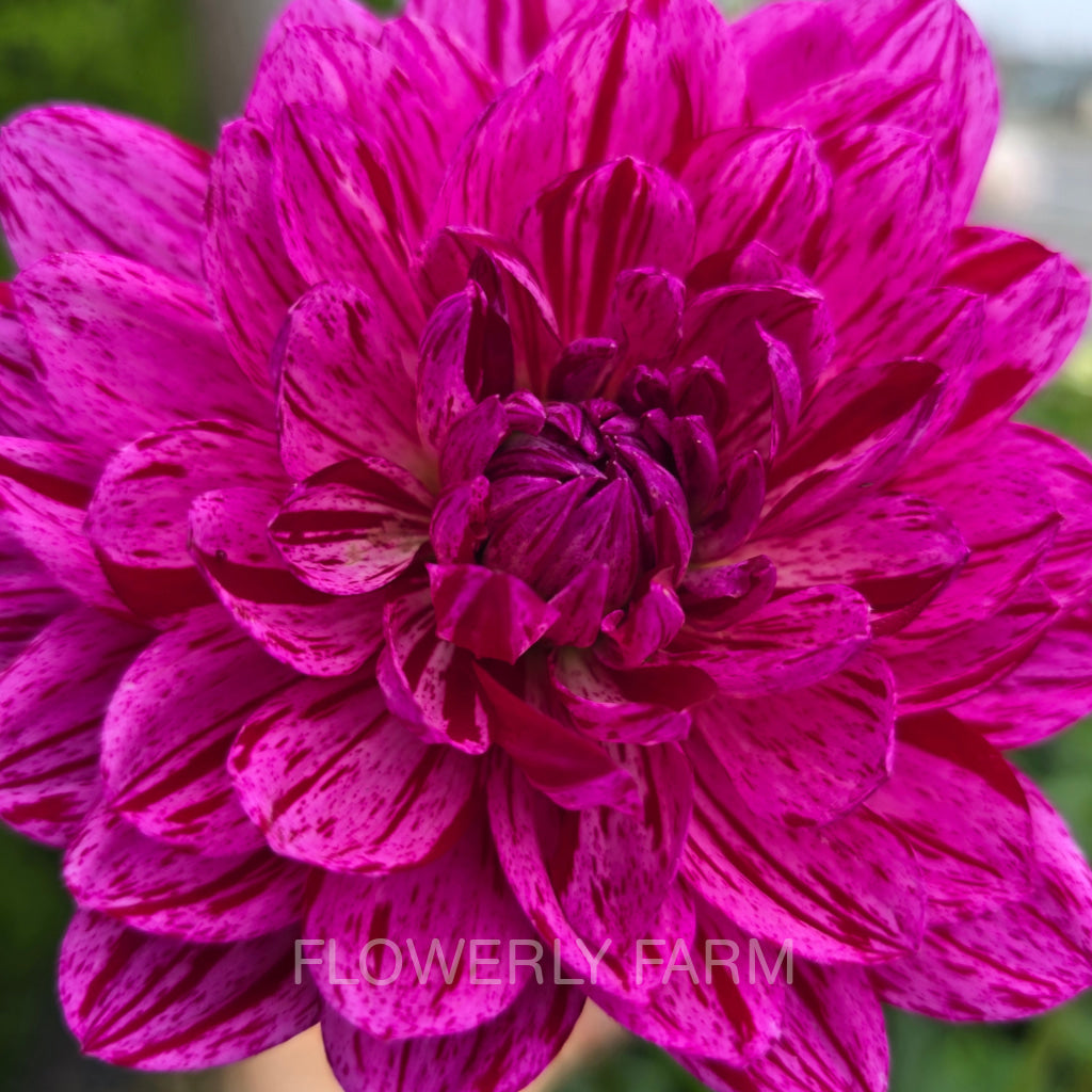 SANDIA CANCAN (Limit 1) Tuber