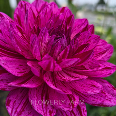 SANDIA CANCAN (Limit 1) Tuber