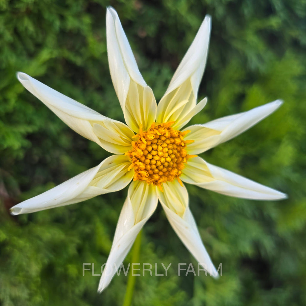 SB’S BUTTERCREAM Tuber