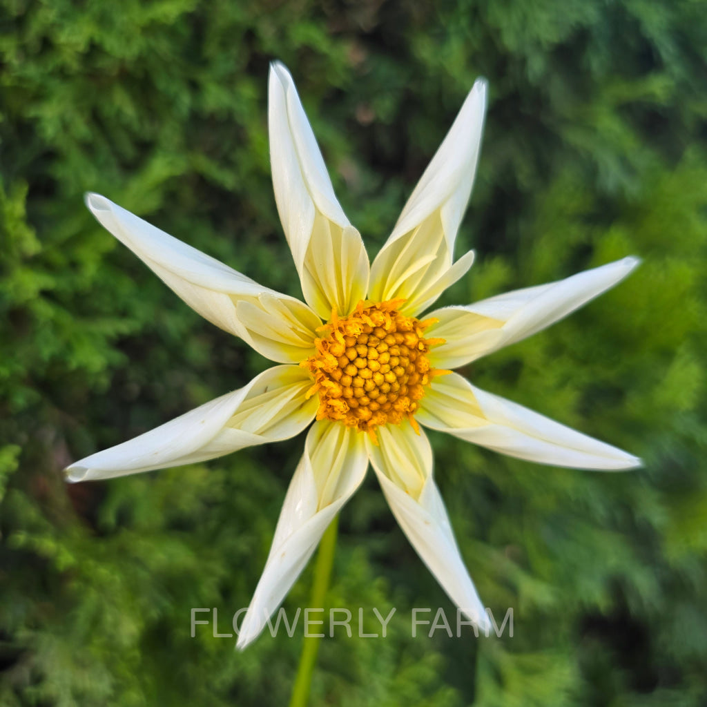 SB’S BUTTERCREAM Tuber