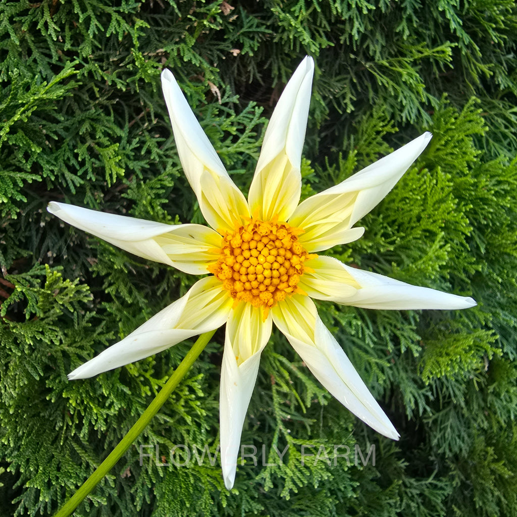 SB’S BUTTERCREAM Tuber