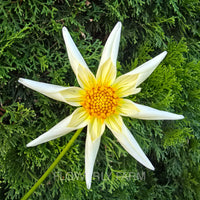 SB’S BUTTERCREAM Tuber