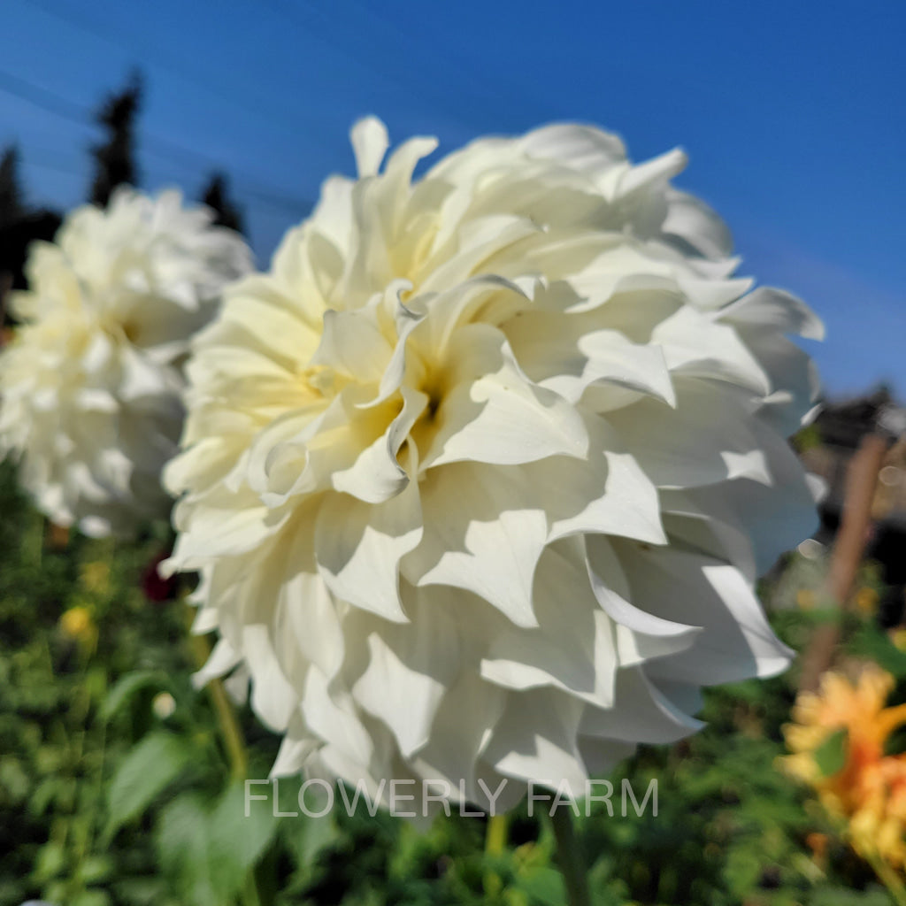 Sterling Silver Tuber