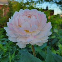 KELGAI ANN - LIMIT 1 PER CUSTOMER