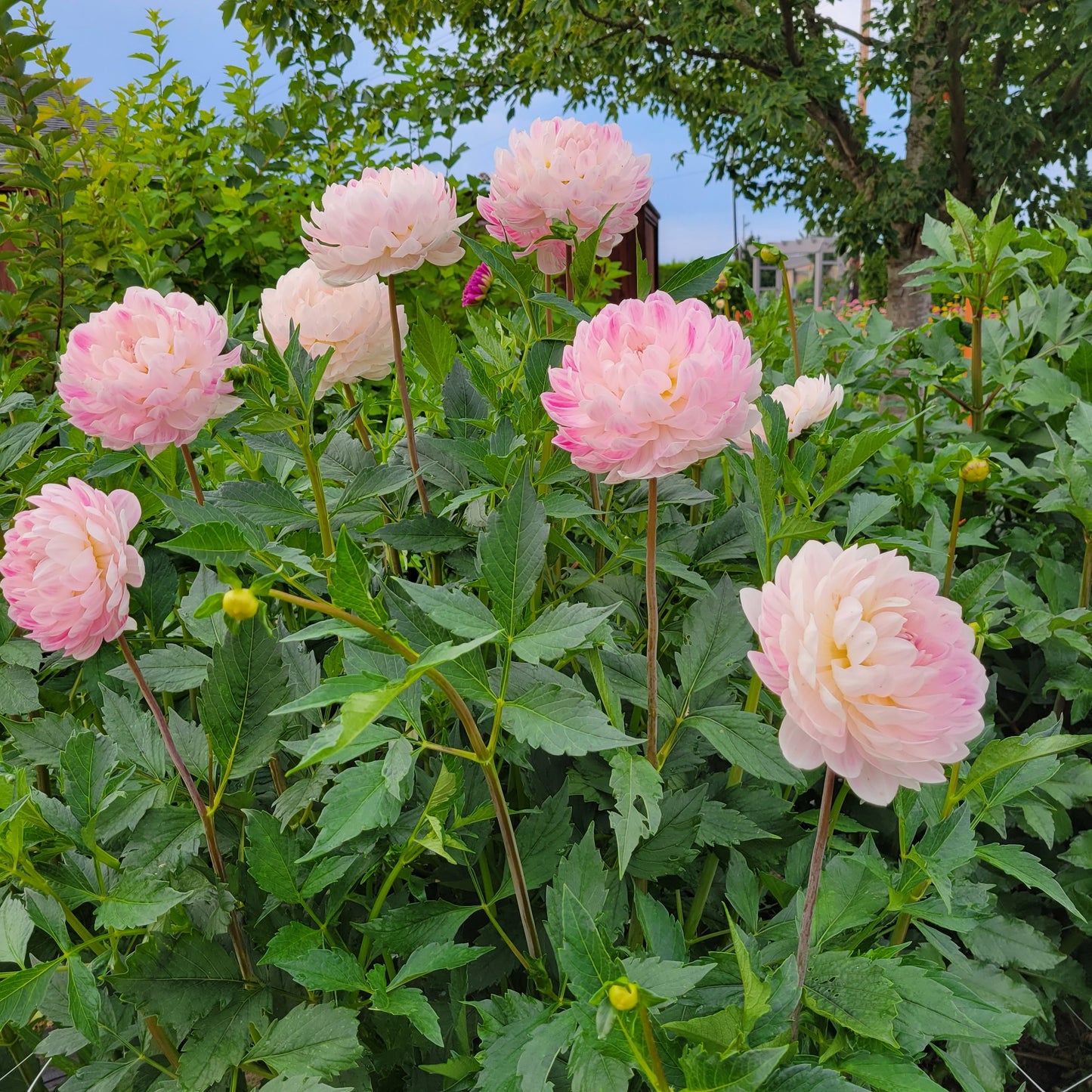 KELGAI ANN - LIMIT 1 PER CUSTOMER