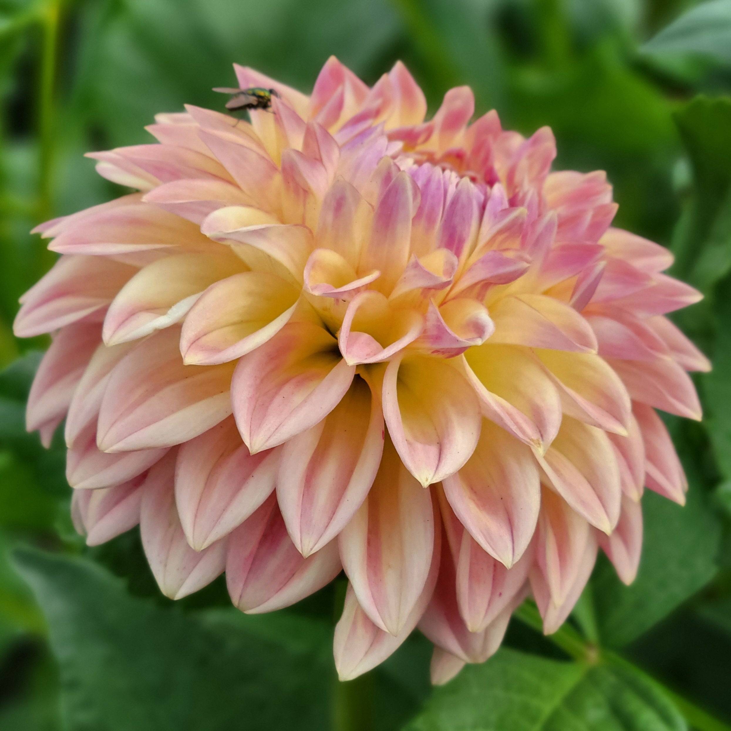 邦楽 Bloom Blc. Mem. Richard Nakanishi (Sunstate Outback x Toshie Aoki `Pizazz' A