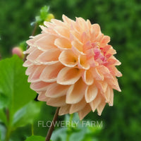 Bloomquist Alan / One Tuber Per Order For 2022 Thank You! Tuber