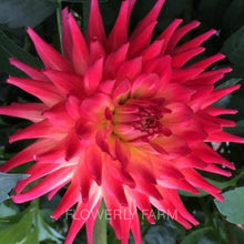 Load image into Gallery viewer, Bloomquist Tropic Tuber
