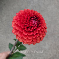 Brown Sugar Tuber