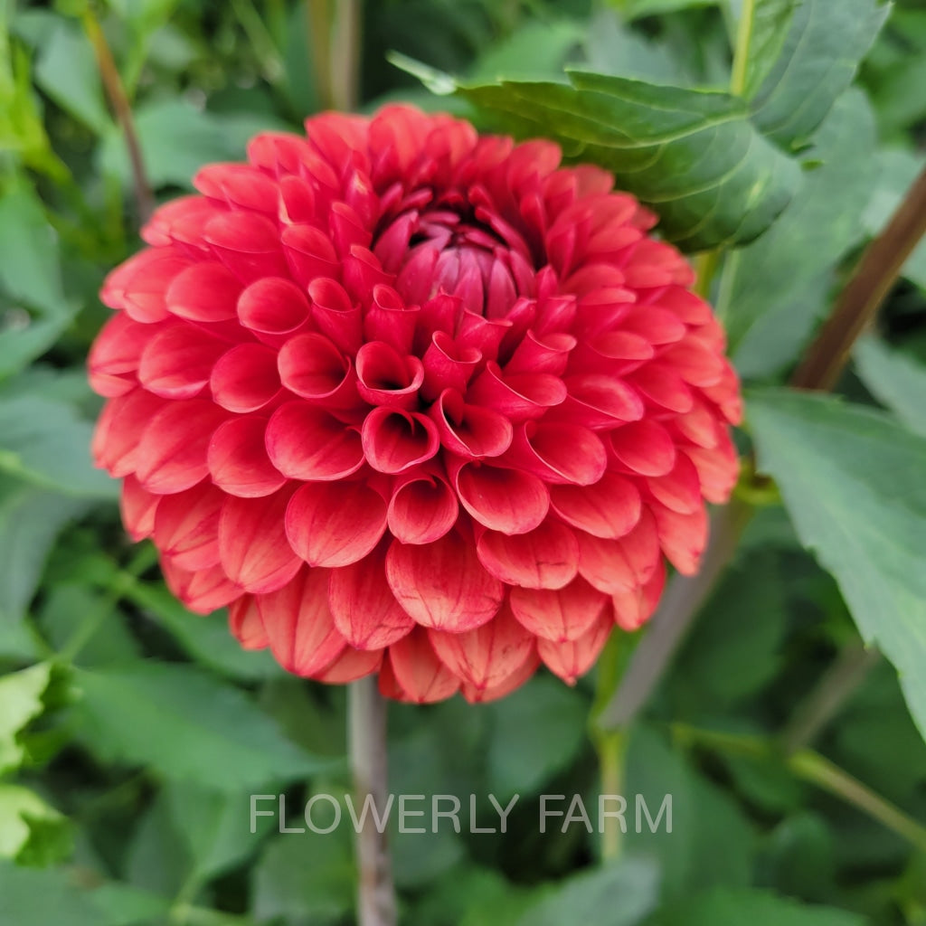 Brown Sugar Tuber
