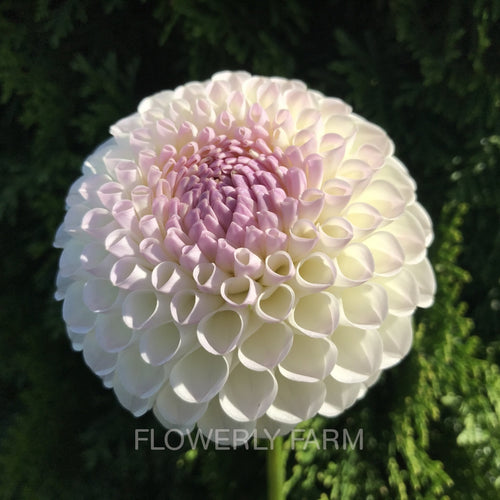 Hollyhill Miss White
